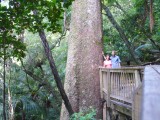 Kauri trees