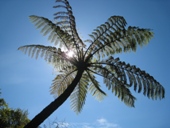 Tree Fern