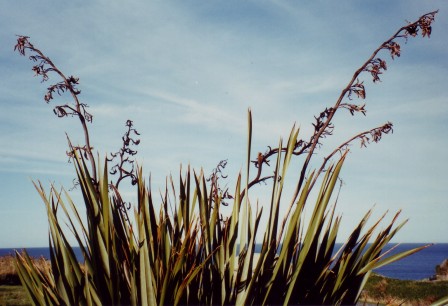 AllFlax - Flax Weaving by Wendy Naepflin